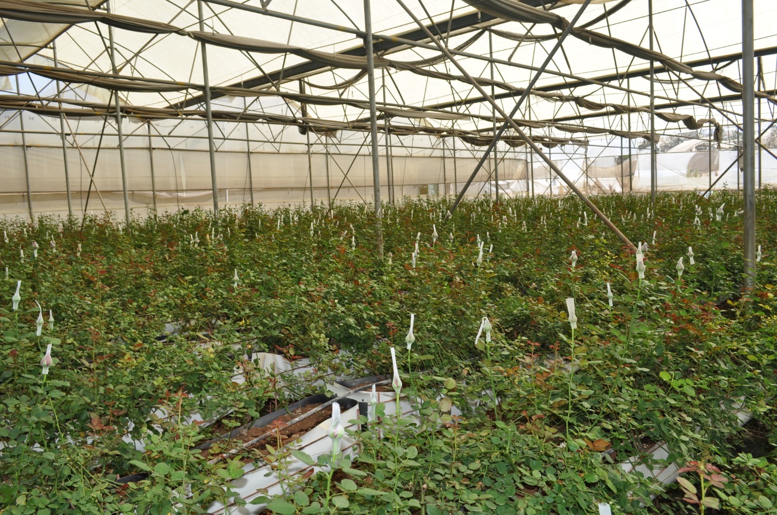 Greenhouse Project 37